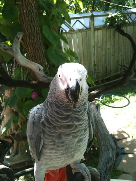 Members Random Picture Gallery Non Mustang Shots of Interest!-image-2419506440.jpg