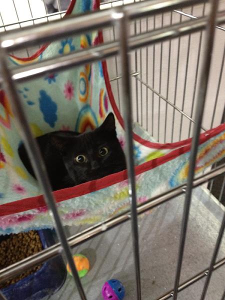 Members Random Picture Gallery Non Mustang Shots of Interest!-image-3258330801.jpg