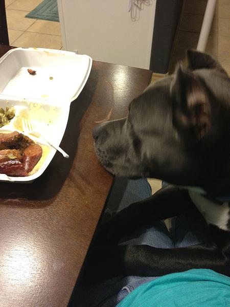 Huge Strange RANDOM Pictures and Idiocy Gallery!*-image-2786395298.jpg