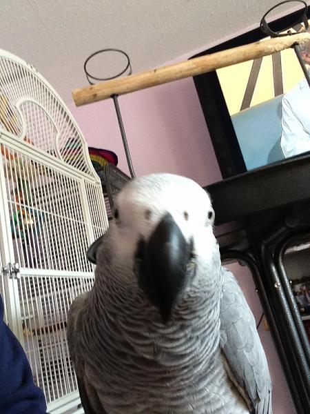 Huge Strange RANDOM Pictures and Idiocy Gallery!*-image-2300179914.jpg