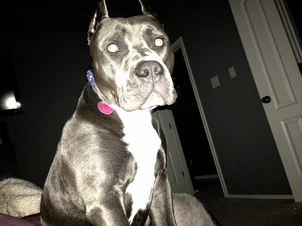 The TMS Dog Thread!-image-2203368682.jpg