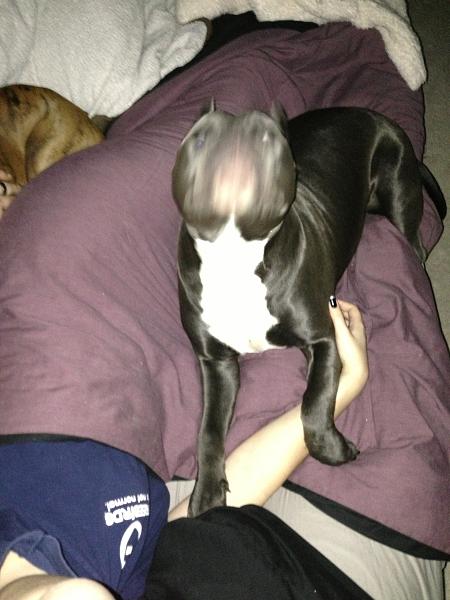 The TMS Dog Thread!-image-168736519.jpg