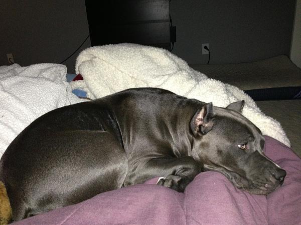 The TMS Dog Thread!-image-1743247733.jpg