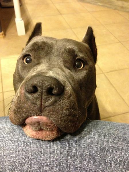 The TMS Dog Thread!-image-1749827759.jpg