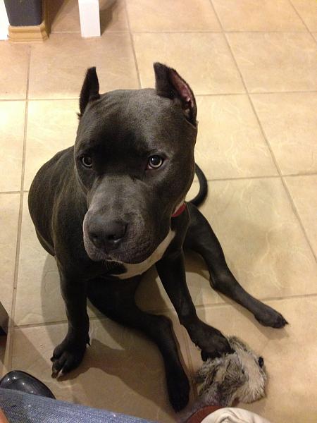 The TMS Dog Thread!-image-1980445316.jpg