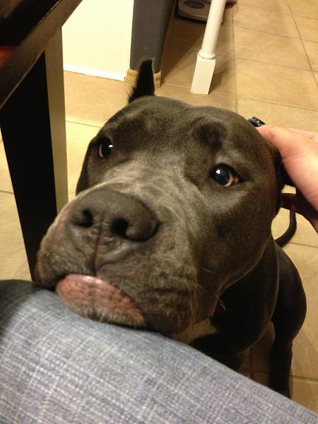The TMS Dog Thread!-image-3108801971.jpg