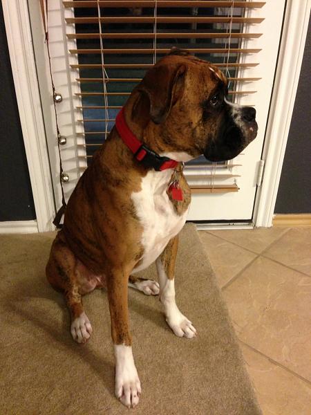 The TMS Dog Thread!-image-960199236.jpg
