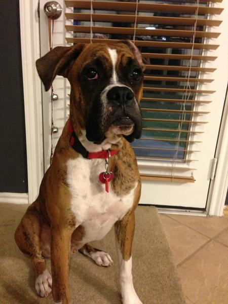 The TMS Dog Thread!-image-3994566420.jpg