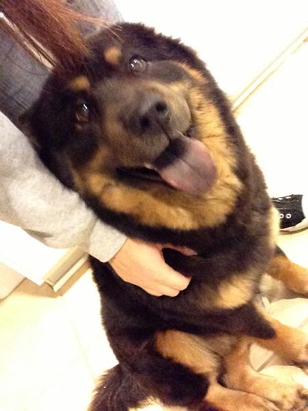 The TMS Dog Thread!-image-1672967913.jpg
