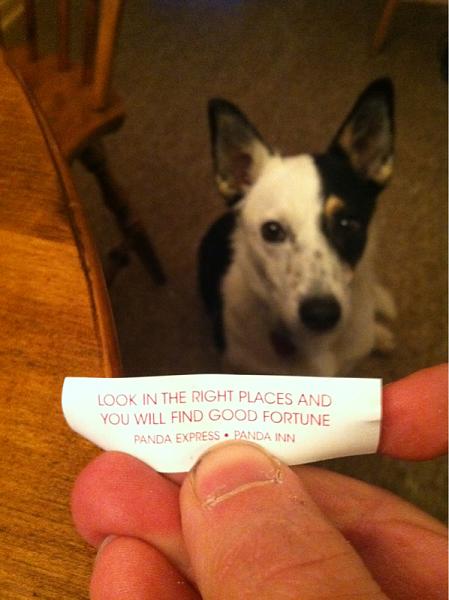 The TMS Dog Thread!-image-3812475489.jpg