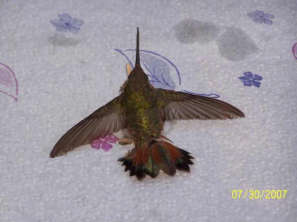 Huge Strange RANDOM Pictures and Idiocy Gallery!-hummingbird.1-7.07.jpg