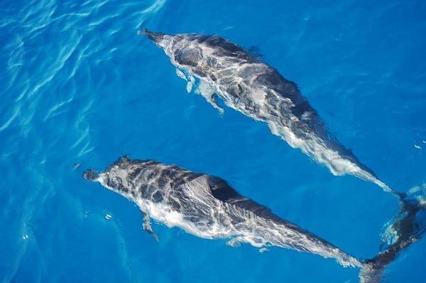 Huge Strange RANDOM Pictures and Idiocy Gallery!*-image-3268178120.jpg