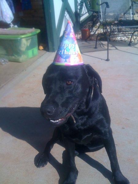 The TMS Dog Thread!-bailii-birthday.jpg