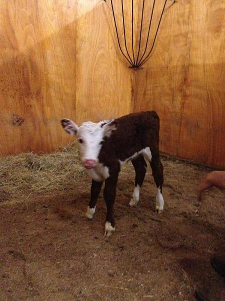 The TMS Dog Thread!-baby-cow.jpg