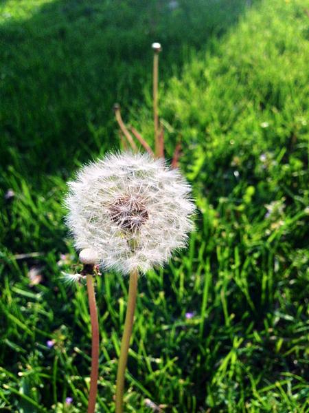 Members Random Picture Gallery Non Mustang Shots of Interest!-image-430005807.jpg