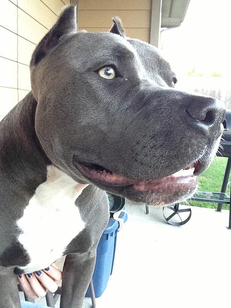 The TMS Dog Thread!-image-3361326284.jpg