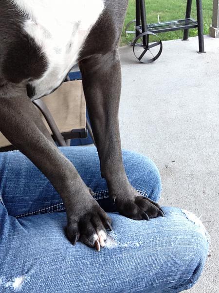 The TMS Dog Thread!-image-3025575646.jpg