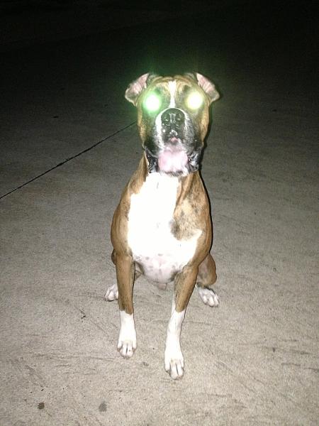 The TMS Dog Thread!-image-1560750345.jpg