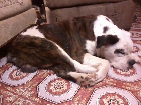 The TMS Dog Thread!-120917_003.jpg
