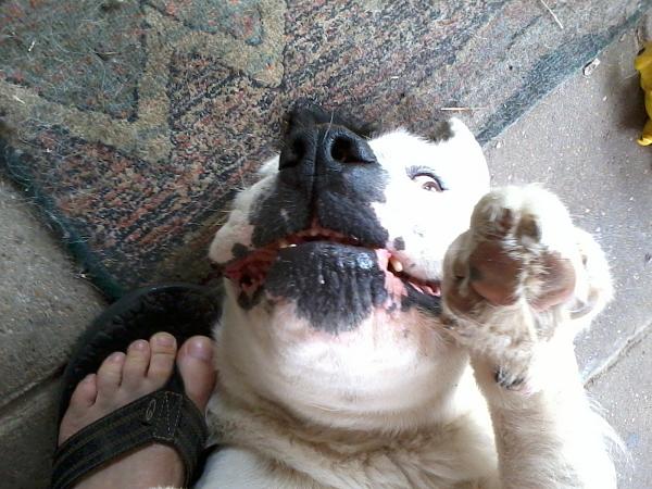 The TMS Dog Thread!-130523_003.jpg