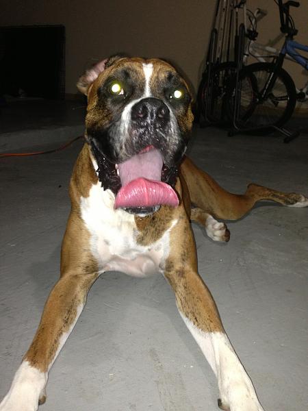 The TMS Dog Thread!-image-1963747584.jpg