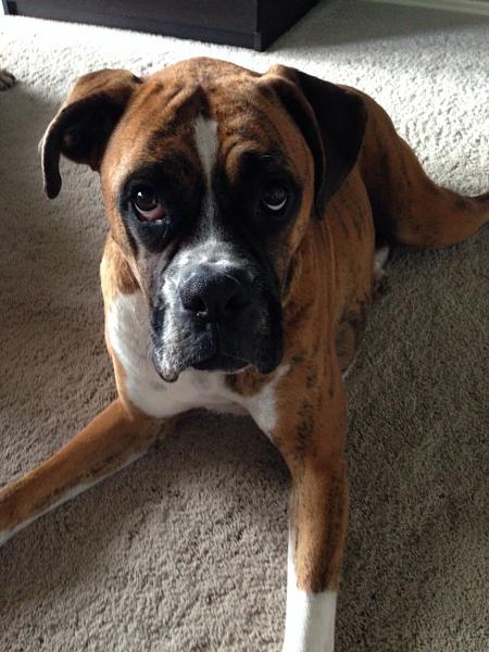 Members Random Picture Gallery Non Mustang Shots of Interest!-image-683082903.jpg