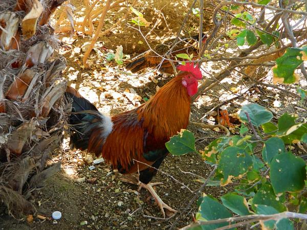 Members Random Picture Gallery Non Mustang Shots of Interest!-cock1.jpg