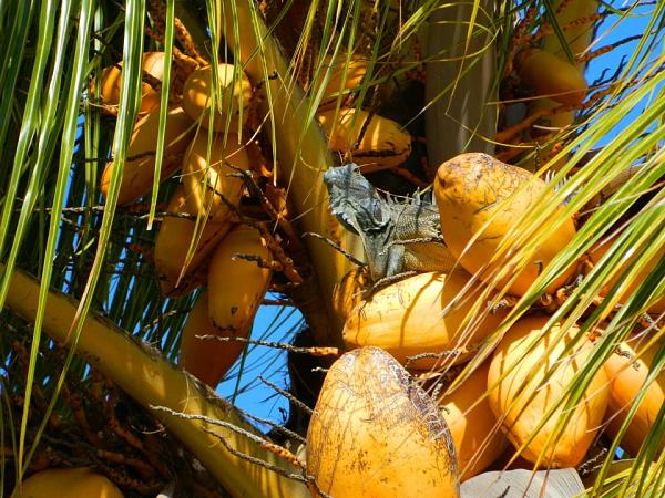 Members Random Picture Gallery Non Mustang Shots of Interest!-iguana1.jpg