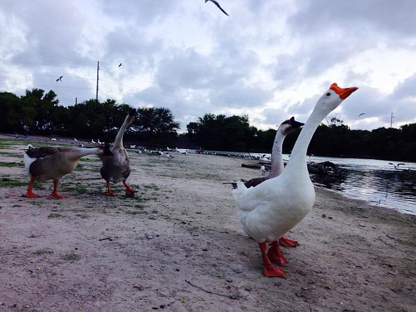 Huge Strange RANDOM Pictures and Idiocy Gallery!*-image-1032527533.jpg