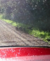 Name:  ForumRunner_20140714_181429.jpg
Views: 179
Size:  20.1 KB