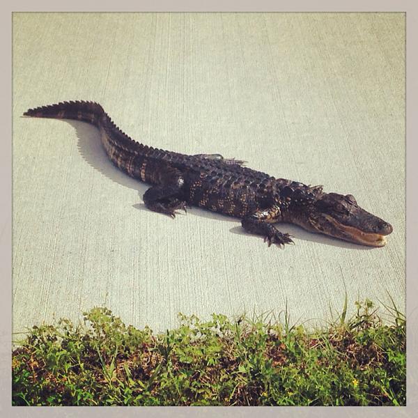 Members Random Picture Gallery Non Mustang Shots of Interest!-image-3701451707.jpg