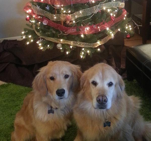 The TMS Dog Thread!-tag-leto-xmastree.jpg