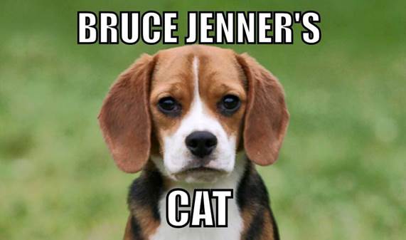 Name:  Bruce's dog.jpg
Views: 146
Size:  21.1 KB