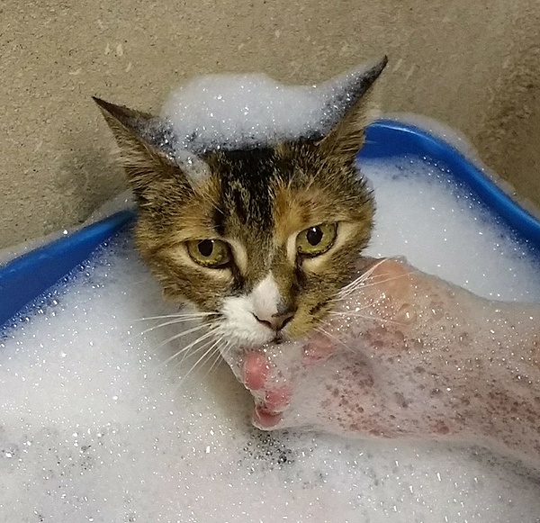 The TMS Cat Thread!-cat-bath.jpg
