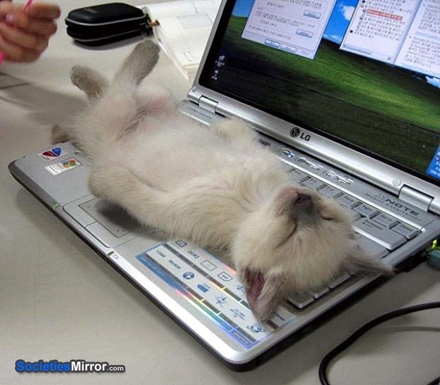 Name:  mod-cat-taking-a-break-cat-mod-sleeping-laptop-50cal-funny-pictures-1285875410_zpsxqnvp.jpg
Views: 29
Size:  84.9 KB