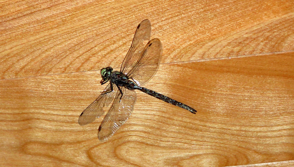 Name:  2015-08-21_dragonfly2.jpg
Views: 128
Size:  469.5 KB