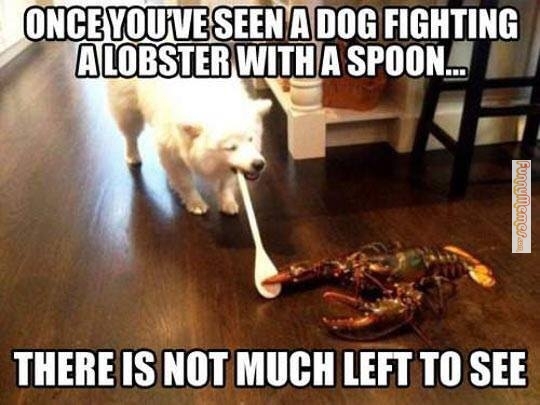 Name:  animal-memes-dog-fighting-a-lobster_zpsggqxwz2f.jpg
Views: 53
Size:  112.6 KB