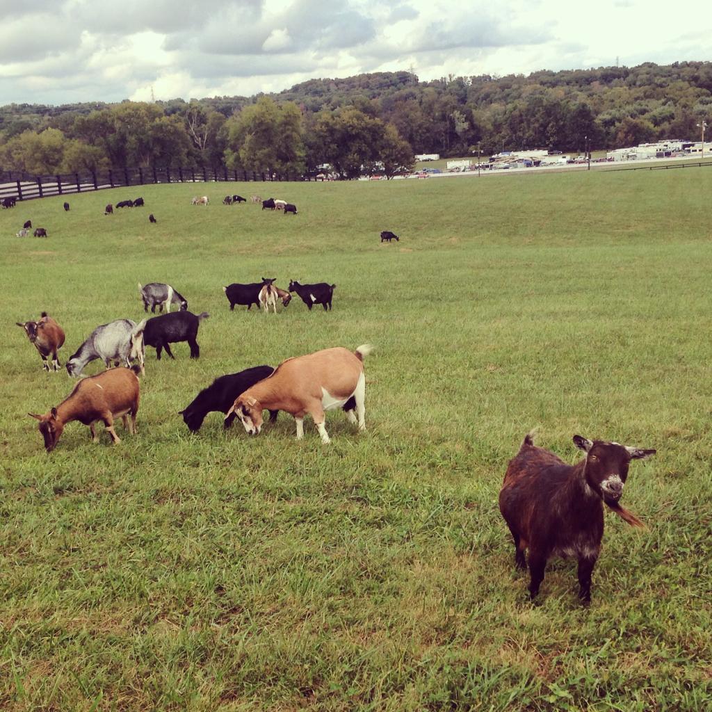 Name:  B6A03CDA-20E4-4E15-B699-0E4F6314B51A_zpsilgyamnc.jpg
Views: 49
Size:  216.1 KB