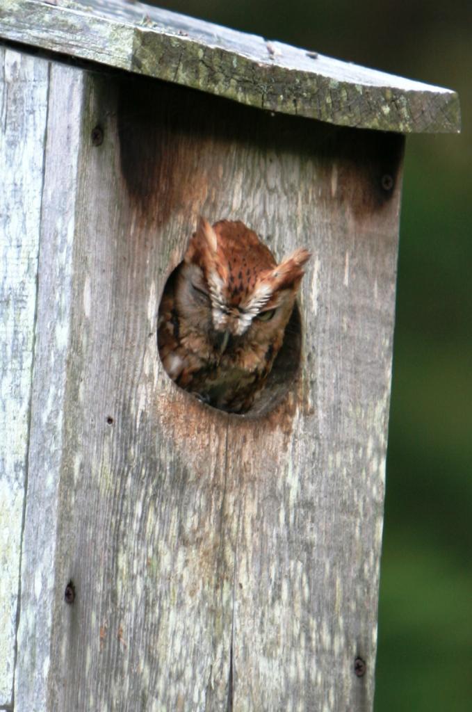 Name:  CopyIMG_4900_zpsd4c5ca32.jpg
Views: 91
Size:  95.6 KB