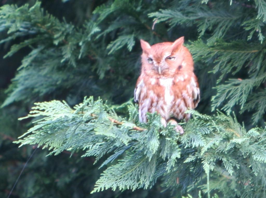 Name:  CopyIMG_4867_zps65b7c556.jpg
Views: 92
Size:  104.7 KB