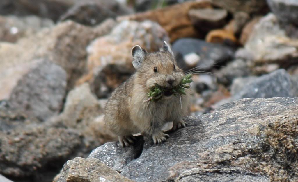 Name:  pika_a.jpg
Views: 57
Size:  76.1 KB