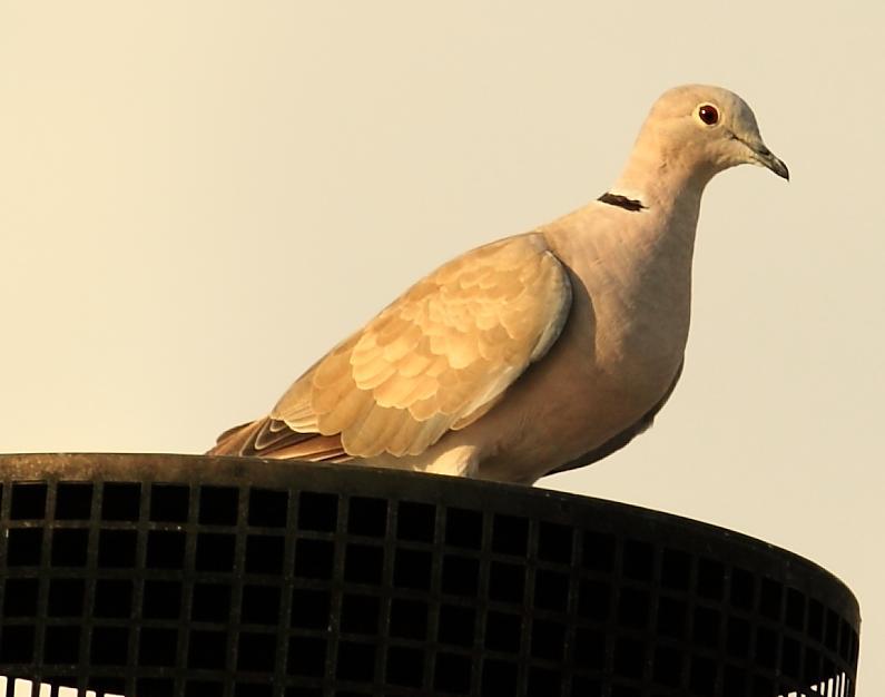 Name:  555586_3473064872858_2020067990_n.jpg
Views: 59
Size:  27.4 KB