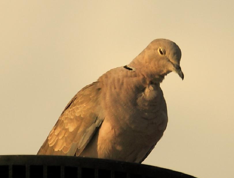 Name:  181394_3473065152865_1523147450_n.jpg
Views: 49
Size:  23.9 KB