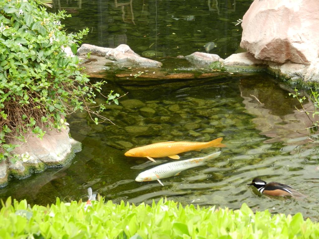 Name:  323.jpg
Views: 41
Size:  151.2 KB