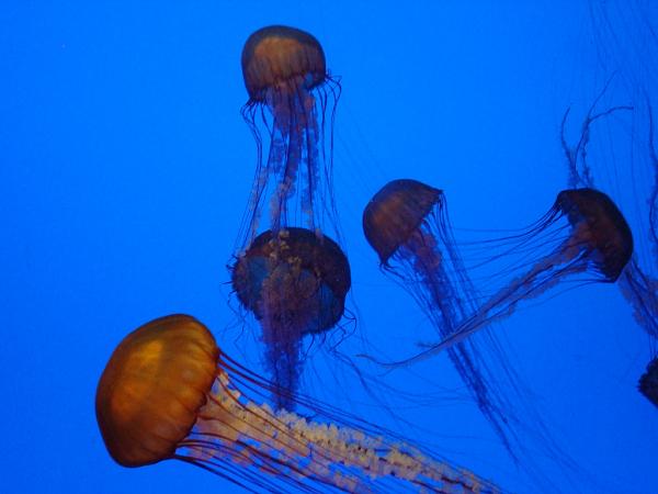 Members Random Picture Gallery Non Mustang Shots of Interest!-jellyfish.jpg