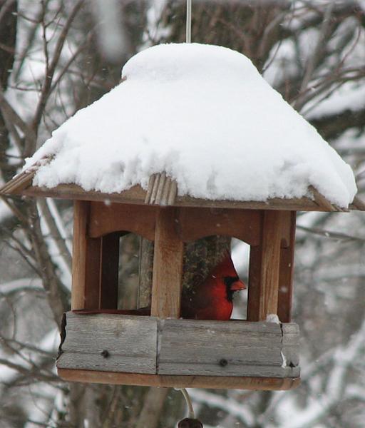 Members Random Picture Gallery Non Mustang Shots of Interest!-img_2488birdmnnnnnnnnnnnnnnnnnn.jpg
