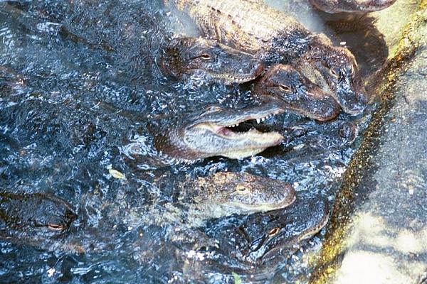 Members Random Picture Gallery Non Mustang Shots of Interest!-toe-biters.jpg