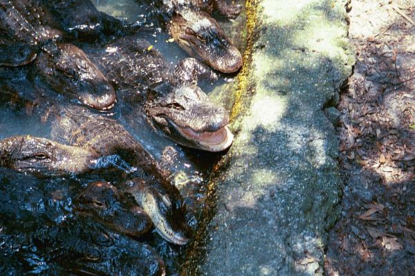 Members Random Picture Gallery Non Mustang Shots of Interest!-016_16.jpg