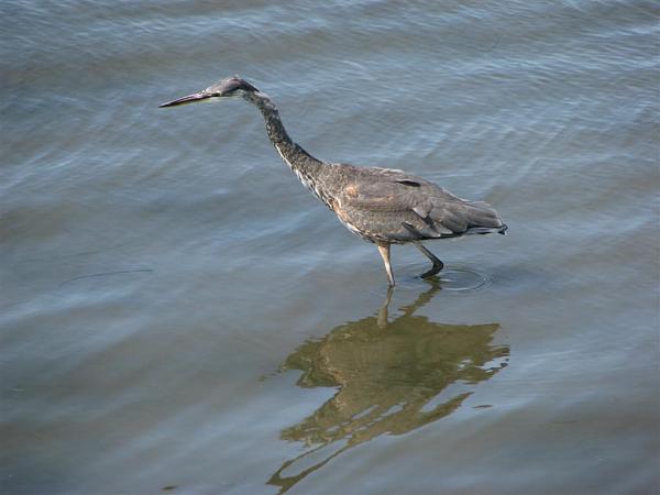 Members Random Picture Gallery Non Mustang Shots of Interest!-blue-heron.jpg