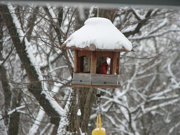 Members Random Picture Gallery Non Mustang Shots of Interest!-bird-feeder.jpg